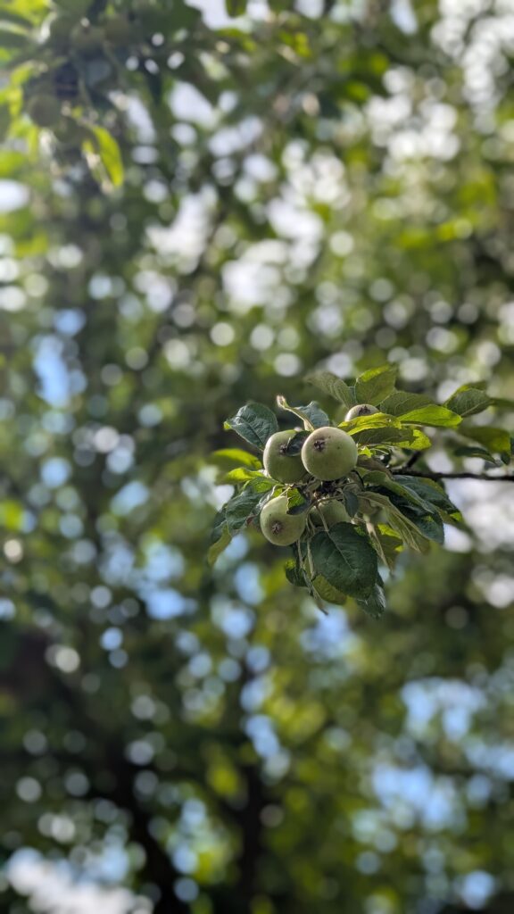 Onrijpe appels aan een tak