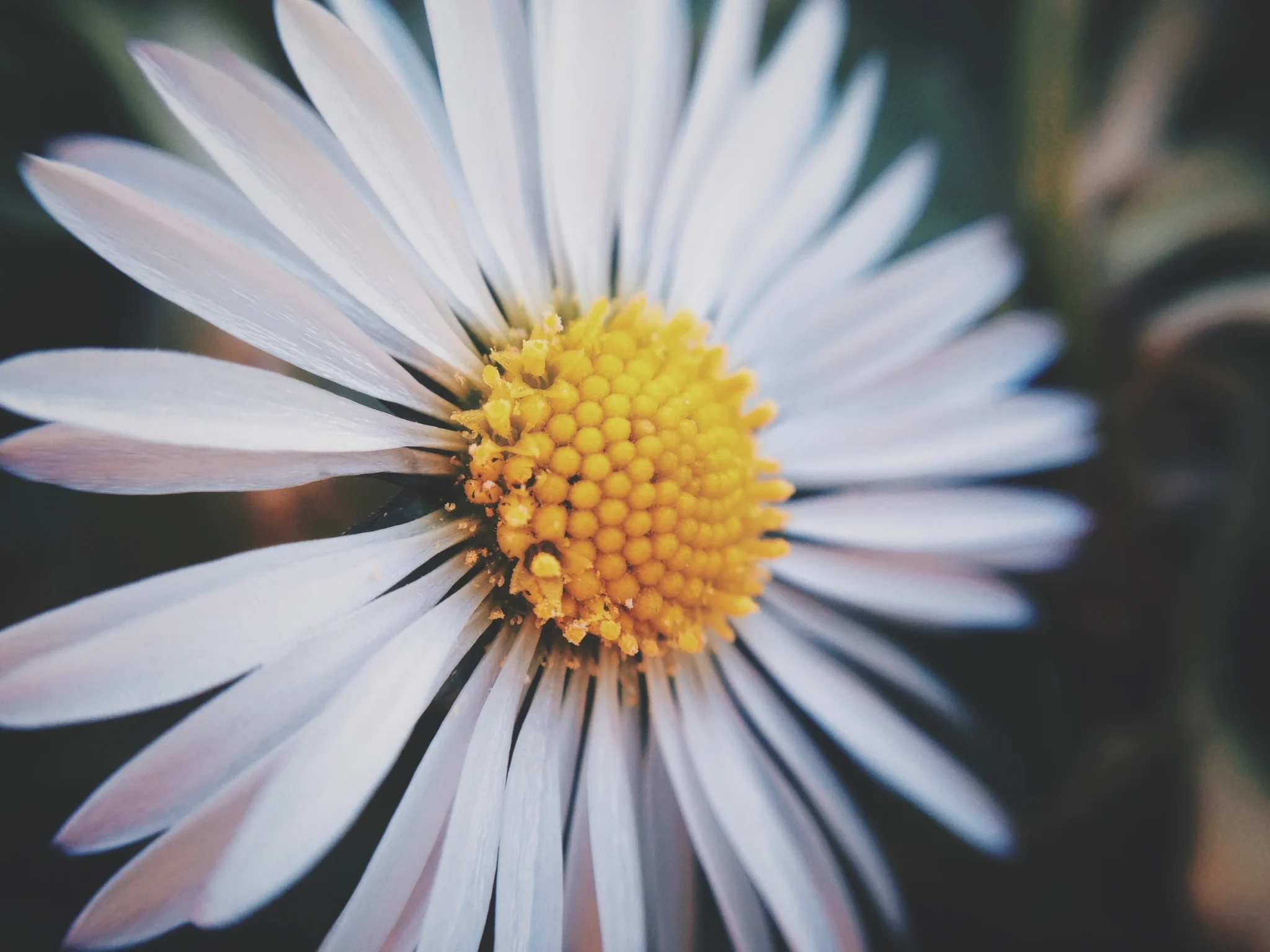 Witte bloem met gele kern