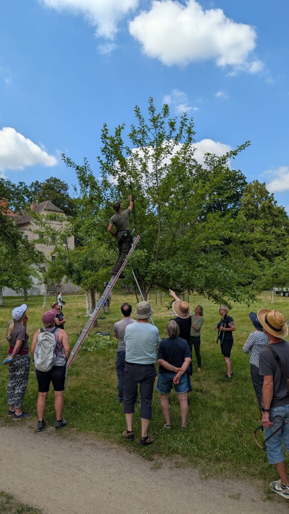 Groep mensen kijkt naar boom