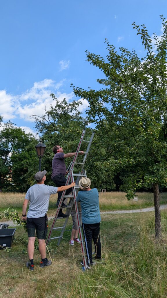 Mensen plukken fruit uit een boom.